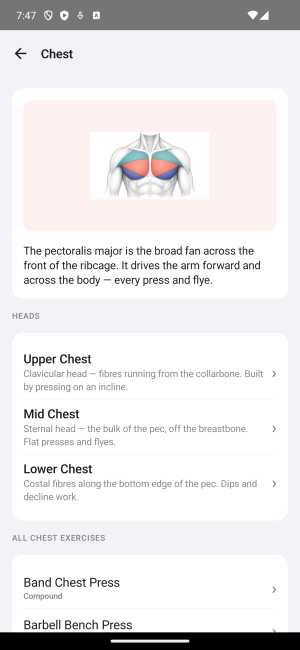 The Android library's chest anatomy, with upper, mid and lower heads